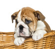 Photo: Close-up of an English Bulldog Puppy, 2 months old, in a wicker Close-up of an English Bulldog Puppy, 2 months old, in a wicker