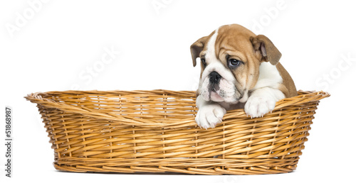 Photo: English Bulldog Puppy in a wicker basket English Bulldog Puppy in a wicker basket