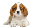 Cavalier King Charles Puppy lying and facing, isolated on white