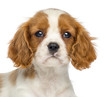 Close-up of Cavalier King Charles Puppy, 2 months old, isolated