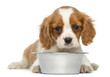 Cavalier King Charles Puppy lying in front of an empty bowl