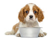 Cavalier King Charles Puppy lying in front of an empty bowl