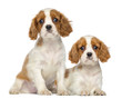Two Cavalier King Charles Puppies sitting and lying