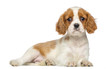 Cavalier King Charles Puppy lying and staring, 2 months old