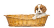 Cavalier King Charles Puppy, 2 months old, in a wicker basket