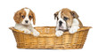 Cavalier King Charles and English Bulldog puppies in a basket
