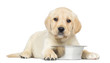 Labrador Retriever Puppy, 2 months old, lying down with bowl