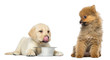 Labrador Retriever licking his lips and Spitz looking