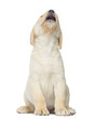 Expressive Labrador Puppy Sitt...