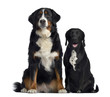 Bernese Mountain Dog and crossbreed between labrador and beagle