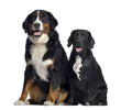 Bernese Mountain Dog and crossbreed between labrador and beagle