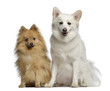 Two Spitz, 1 and 3 years old, sitting next to each other