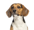 Close-up of a Beagle,11 months old, isolated on white
