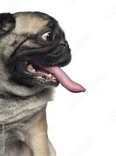 Photo: Close-up of a Pug, making a face and sticking the tongue out Close-up of a Pug, making a face and sticking the tongue out