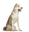 Akita Inu, 2 years old, sitting and panting, isolated on white