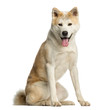Akita Inu, 2 years old, sitting and panting, isolated on white
