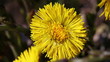 Huflattich - Tussilago farfara