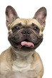 Close-up of a French Bulldog, sticking the tongue out, smiling