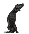Labrador Retriever,1 year old, sitting and looking up curiously