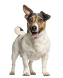 Jack Russell Terrier, 3 years old, standing and panting