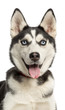 Foto: Close-up of a Siberian Husky puppy, 6 months old, panting Close-up of a Siberian Husky puppy, 6 months old, panting