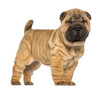 Shar Pei puppy, 2 months old, standing and facing
