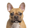 Photo: Close-up of French Bulldog, isolated on white Close-up of French Bulldog, isolated on white