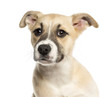 Close-up of a Husky Boxer Mixed-breed puppy, 3 months old
