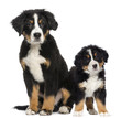 Two Young Bernese Mountain dogs, 3,5 months old and puppy, next