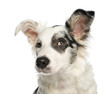 Close-up of a Border Collie with wall-eyes, 5 months old