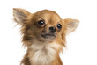 Close-up of a Chihuahua, 1 year old, isolated on white
