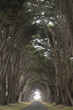 Road covered by a canopy of trees.