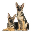 Two young German shepherd, sitting and lying down, 6 months old