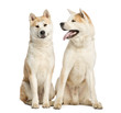 Two Akita Inus sitting ans interacting, 2 years old, isolated