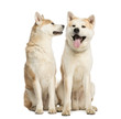Two Akita Inus sitting ans interacting, 2 years old, isolated