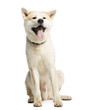 Akita Inu sitting and sticking his tongue out, 2 years old