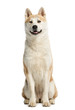 Akita Inu sitting and looking away, 2 years old, isolated