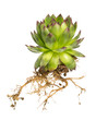Hauswurz (Sempervivum) mit Wurzel auf weißem Hintergrund