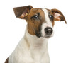 Close-up of a Jack Russell Terrier, isolated on white