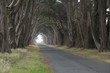 Road covered by a canopy of trees.