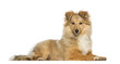 Border Collie, lying and facing, isolated on white