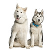 Two Alaskan Malamut, sitting and panting, isolated on white