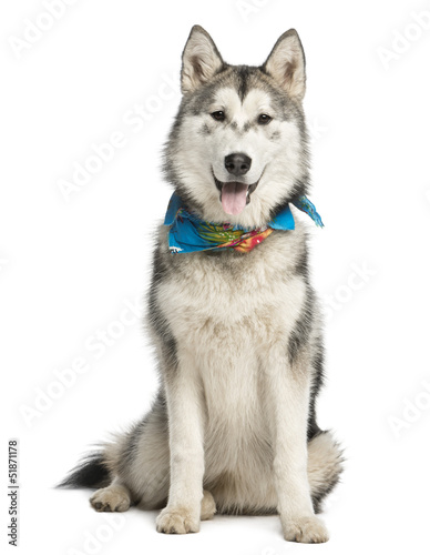 Photo: Alaskan Malamut wearing a blue scarf, sitting and panting, isola Alaskan Malamut wearing a blue scarf, sitting and panting, isola