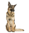 canvas print picture German shepherd sitting and looking away, 4,5 years old