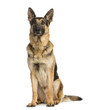 Photo: German shepherd sitting and looking away, 4,5 years old German shepherd sitting and looking away, 4,5 years old