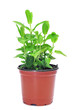 Photo: mint plant mint plant