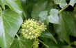 Foto: abeille butinant une fleur de lierre abeille butinant une fleur de lierre