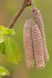 Foto: Haselnuss Haselnuss