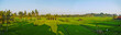 Spring ricefields panorama in morning light, Ubud, Bali