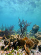 Foto: Coral reef refleted in the water surface Coral reef refleted in the water surface
